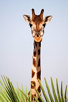 Head portrait Rothschild's giraffe (Giraffa camelopardalis rothschildi) female in Murchisson Falls National Park, Uganda