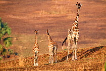 Rothschild's giraffe mother and young (Giraffa camelopardalis rothschildi) Murchisson Falls National Park, Uganda