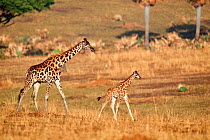 Rothschild's giraffe mother and young (Giraffa camelopardalis rothschildi) Murchisson Falls National Park, Uganda