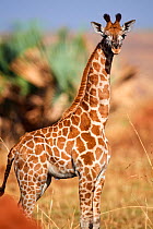 Young Rothschild's giraffe (Giraffa camelopardalis rothschildi) Murchisson Falls National Park, Uganda