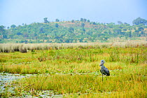 Shoebill stork (Balaeniceps rex) in the swamps of Mabamba, Lake Victoria, Uganda