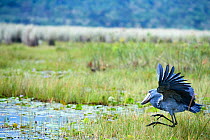 Shoebill stork (Balaeniceps rex) trying to catch a fish in the swamps of Mabamba, Lake Victoria, Uganda