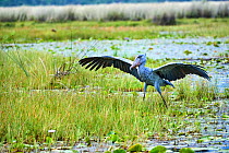 Shoebill stork (Balaeniceps rex) with wings raised in the swamps of Mabamba, Lake Victoria, Uganda