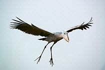 Shoebill stork (Balaeniceps rex) in flight over the swamps of Mabamba, Lake Victoria, Uganda