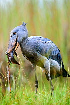 Shoebill stork (Balaeniceps rex) feeding on a Spotted African lungfish (Protopterus dolloi) in the swamps of Mabamba, lake Victoria, Uganda