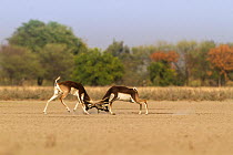 Blackbuck (Antelope cervicapra) males fighting for dominance during the rutting season. Tal Chhapar Wildlife Sanctuary, Rajasthan, India
