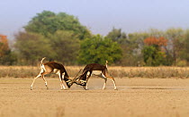 Blackbuck (Antelope cervicapra) males fighting for dominance during the rutting season. Tal Chhapar Wildlife Sanctuary, Rajasthan, India