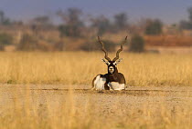 Blackbuck (Antelope cervicapra), breeding male  defending small circular area of faeces and urine in the lek. Tal Chhapar Wildlife Sanctuary, Rajasthan, India