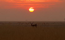 Blackbuck (Antelope cervicapra),  male at sunset , Tal Chhapar Wildlife Sanctuary, Rajasthan, India