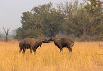Nilgai or Blue bull (Boselaphus tragocamelus), males in aggressive posture. Tal Chhapar Wildlife Sanctuary, Rajasthan, India