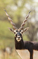 Blackbuck (Antelope cervicapra),  portrait of male, Tal Chhapar Wildlife Sanctuary, Rajasthan, India