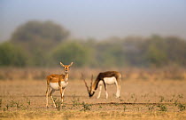 Blackbuck (Antelope cervicapra),  watchful female with male feeding in background, Tal Chhapar Wildlife Sanctuary, Rajasthan, India