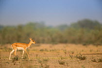 Blackbuck (Antelope cervicapra),  calf walking, Tal Chhapar Wildlife Sanctuary, Rajasthan, India