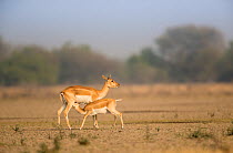 Blackbuck (Antelope cervicapra),  calf suckling, Tal Chhapar Wildlife Sanctuary, Rajasthan, India