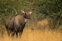 Nilgai or Blue bull (Boselaphus tragocamelus), front profile of dominating male. Tal Chhapar Wildlife Sanctuary, Rajasthan, India