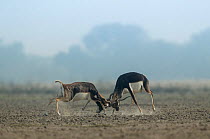 Blackbuck (Antelope cervicapra),  males rutting for dominance, Tal Chhapar Wildlife Sanctuary, Rajasthan, India