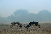 Blackbuck (Antelope cervicapra),  males rutting for dominance, Tal Chhapar Wildlife Sanctuary, Rajasthan, India