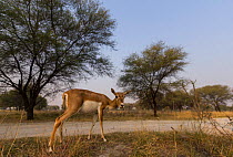 Blackbuck (Antelope cervicapra)  wide angle ground perspective of female. Camera trap image. Tal Chhapar Wildlife Sanctuary, Rajasthan, India