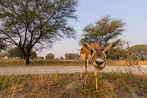 Blackbuck (Antelope cervicapra),  wide angle ground perspective of female, Tal Chhapar Wildlife Sanctuary, Rajasthan, India. Camera trap image