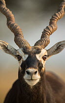 Blackbuck (Antelope cervicapra), Male closeuphead portrait,  Tal Chhapar Wildlife Sanctuary, Rajasthan, India