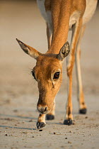 Blackbuck (Antelope cervicapra), female, Tal Chhapar Wildlife Sanctuary, Rajasthan, India