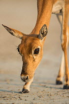 Blackbuck (Antelope cervicapra), female portrait, Tal Chhapar Wildlife Sanctuary, Rajasthan, India