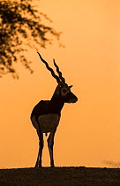 Blackbuck (Antelope cervicapra), male silhouette at sunset, Tal Chhapar Wildlife Sanctuary, Rajasthan, India