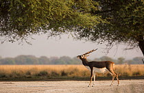 Blackbuck (Antelope cervicapra), male standing under tree, Tal Chhapar Wildlife Sanctuary, Rajasthan, India