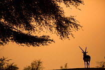 Blackbuck (Antelope cervicapra), male standing under tree, silhouetted. Tal Chhapar Wildlife Sanctuary, Rajasthan, India