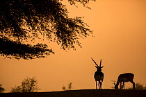 Blackbuck (Antelope cervicapra), pair grazing, silhouetted at  sunset, Tal Chhapar Wildlife Sanctuary, Rajasthan, India