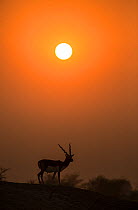 Blackbuck (Antelope cervicapra), male silhouetted at sunset, Tal Chhapar Wildlife Sanctuary, Rajasthan, India
