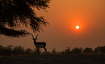 Blackbuck (Antelope cervicapra), male silhouetted at sunset, Tal Chhapar Wildlife Sanctuary, Rajasthan, India