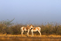 Indian wild ass (Equus hemionus khur), pair grooming each other, Little Rann of Kutch, Gujarat, India