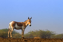 Indian wild ass (Equus hemionus khur), lone stallion standing, Little Rann of Kutch, Gujarat, India