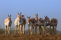 Indian wild ass (Equus hemionus khur), group standing together, Little Rann of Kutch, Gujarat, India