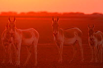 Indian wild ass (Equus hemionus khur), backlit at sunset, Little Rann of Kutch, Gujarat, India