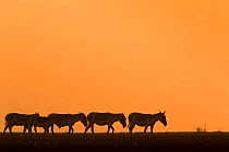Indian wild ass (Equus hemionus khur), herd walking at sunset, Little Rann of Kutch, Gujarat, India