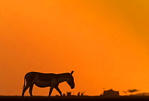 Indian wild ass (Equus hemionus khur), walking at sunset, Little Rann of Kutch, Gujarat, India