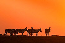 Indian wild ass (Equus hemionus khur), herd walking at sunset, Little Rann of Kutch, Gujarat, India