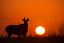 Nilgai or Blue bull (Boselaphus tragocamelus), silhouette of male at sunset, with  Black drongo bird on its back. Velavadar National Park, Gujarat, India
