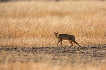 Jungle cat (Felis chaus), female in search of prey. Velavadar National Park, Gujarat, India