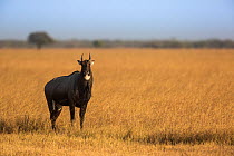 Nilgai or Blue bull (Boselaphus tragocamelus) male standing in grass. Velavadar National Park, Gujarat, India