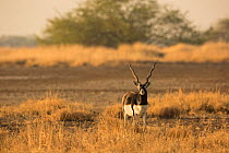Blackbuck (Antelope cervicapra), male feeding on grass. Velavadar National Park, Gujarat, India