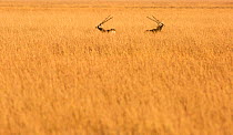 Blackbuck (Antilope cervicapra), two males in tall grass. Velavadar National Park, Gujarat