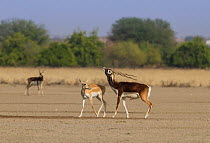 Blackbuck (Antelope cervicapra), courtship display. Male pursues female, nose pointing upward before mounting. Tal Chhapar Wildlife Sanctuary, Rajasthan, India