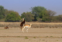 Blackbuck (Antelope cervicapra), male mounting female. Tal Chhapar Wildlife Sanctuary, Rajasthan, India