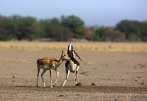 Blackbuck (Antelope cervicapra), courtship display, Male pursues female, nose pointing upward, positioning female for mounting. Tal Chhapar Wildlife Sanctuary, Rajasthan, India.