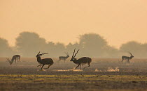 Blackbuck (Antelope cervicapra) dominant male chasing  loser male from  lekking area, Tal Chhapar Wildlife Sanctuary, Rajasthan, India