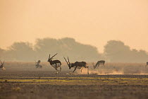 Blackbuck (Antelope cervicapra) male chasing another male from the lekking area. Tal Chhapar Wildlife Sanctuary, Rajasthan, India