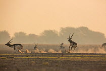 Blackbuck (Antelope cervicapra)  male chasing another male from the  lekking area. Tal Chhapar Wildlife Sanctuary, Rajasthan, India